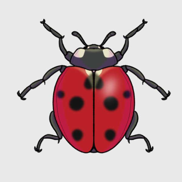 Seven spot ladybird illustration