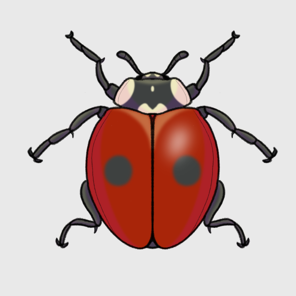 22-spot ladybird illustration