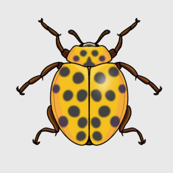 22-spot ladybird illustration