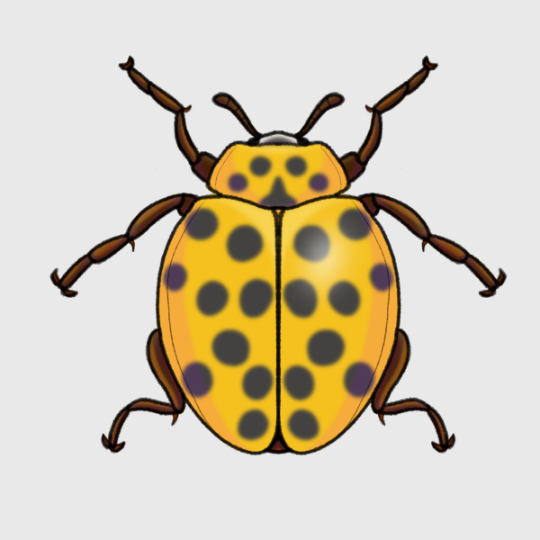 Ladybug or Ladybird 19617310 PNG