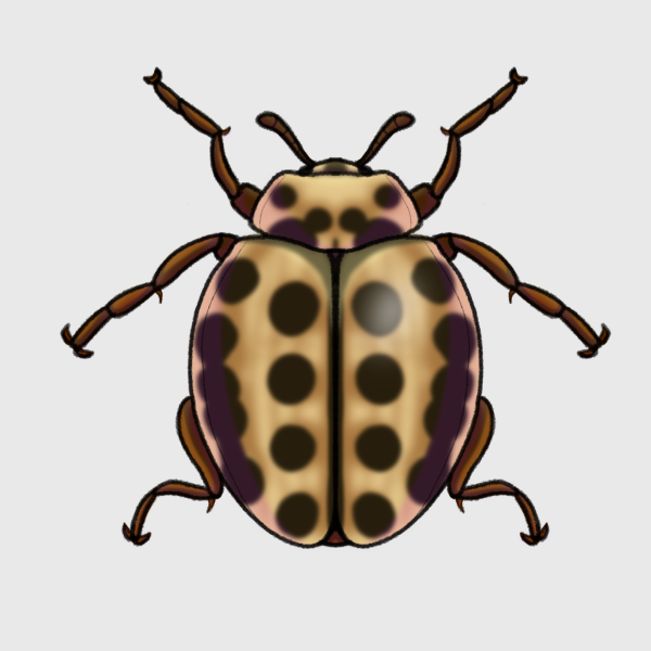 16-spot ladybird illustration