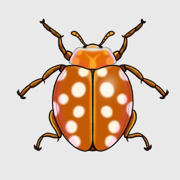 Orange ladybird illustration