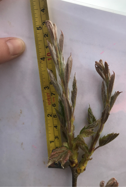 A close-up of a wild service tree terminal bud against a tape measure