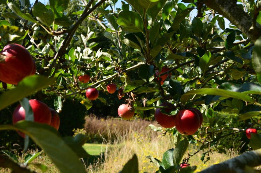 Red apples on a tree in the Garden of Heroes Villains 