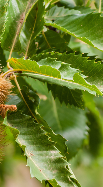 close up of sweet chestnut leaves