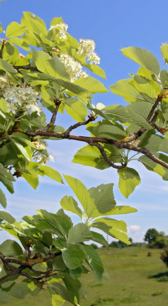 A close up of whitebeam leaves