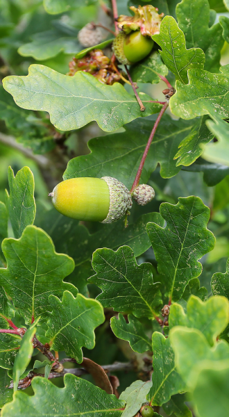 close up of an English oak acorn