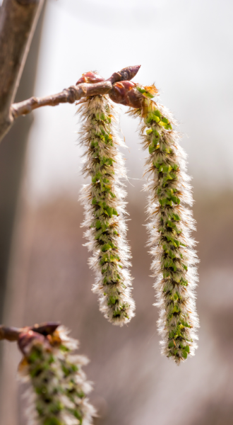 close up of aspen catkins