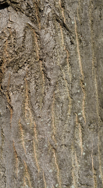 a close up of the bark of a hornbeam tree