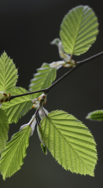 a close up of hornbeam leaves