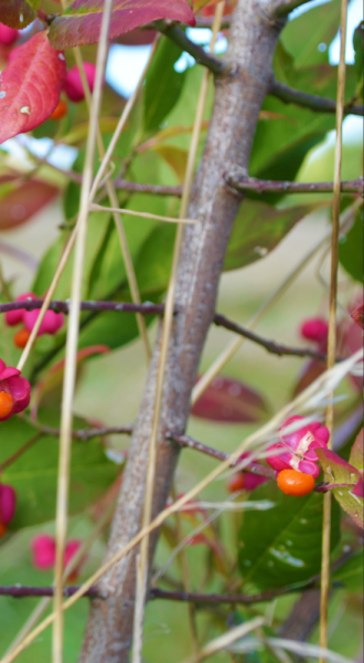 A close up of a spindle branch