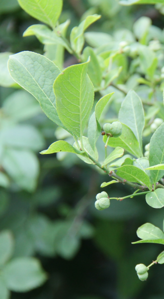 A close up of green spindle leaves