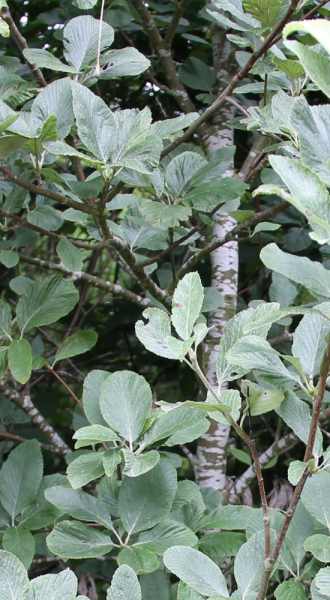 Common whitebeam late Spring. You can see the shoots on alternate sides and the smooth grey branch