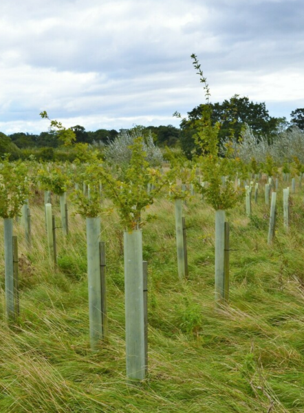 Young trees in guards 