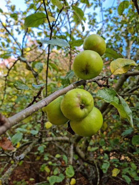 Green apples on a healthy apple tree