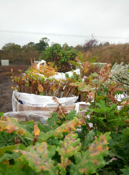 Oak trees in delivery sacks on sites 