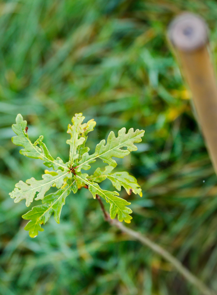 A young oak tree planted in the ground