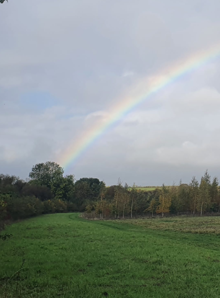 A rainbow over a woodland and hedgerow 