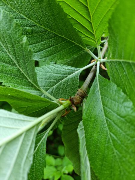 A close up of whitebeam leaves 