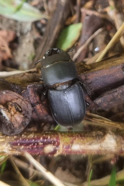 A close up of a lesser Stag beetle on old deadwood twigs