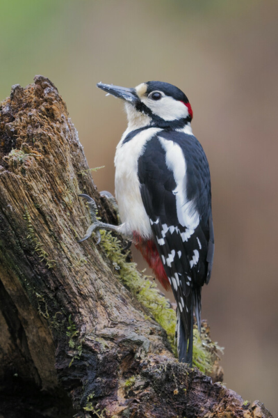 A great spotted woodpecker gripping on to the side of standing deadwood.