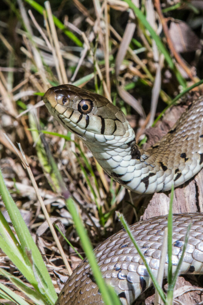 A close up of a grass snake basking in the sun