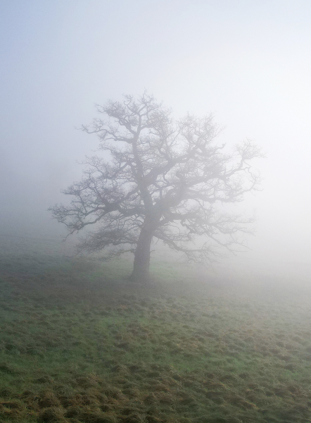 A misty morning and a silhouette of a mighty oak tree
