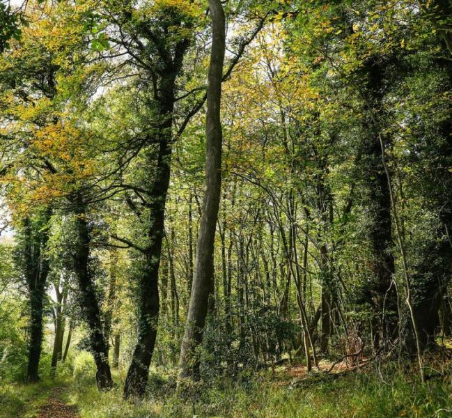 View through mature trees with green leaves