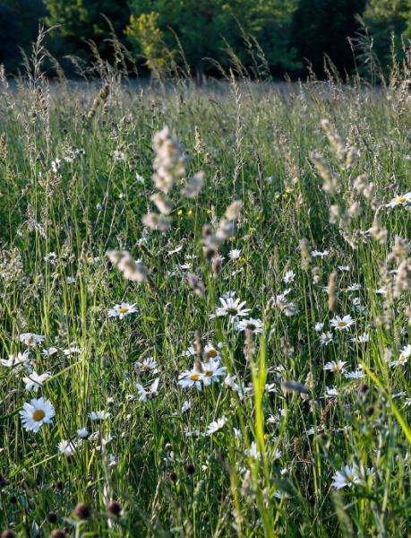 A field of wildflowers at College Wood, Spernal