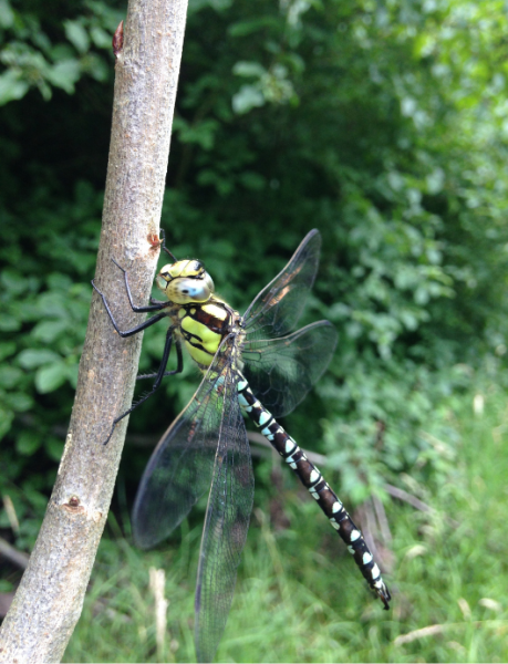 A Southern Hawker dragonfly at Giddings Wood