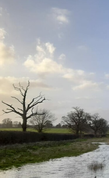 A flooded grassland, with a deadwood tree in the background.