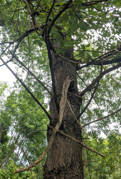 The trunk of a mature black poplar tree