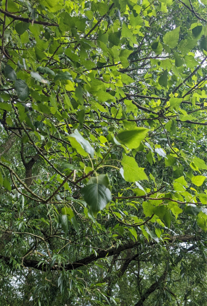 A close-up of the leaves of a black poplar tree