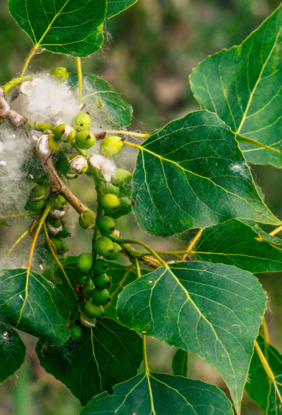 The cotton-like seeds from female catkins of the black poplar tree