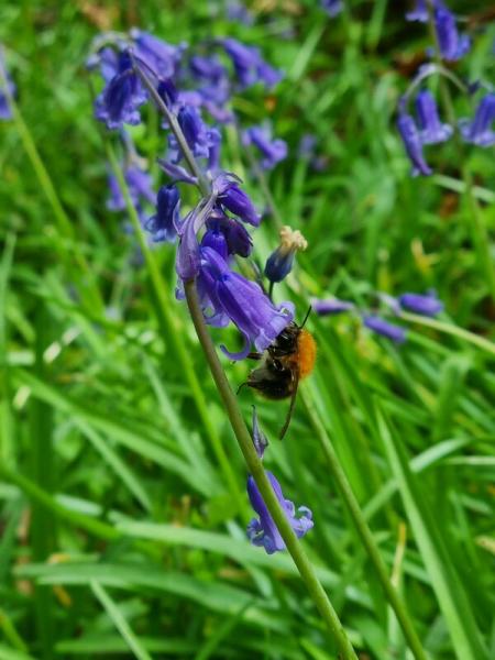 A bee on some bluebells