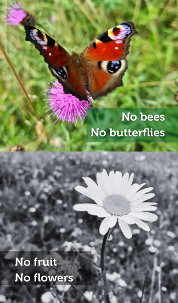 Butterflies and flowers- colour butterfly and black and white flower image stacked. No bees no butterflies = no fruit and no flowers