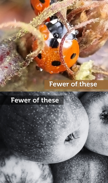 Ladybirds in colour are stacked on top of an image of apples in black and white that read  fewer of these fewer of these