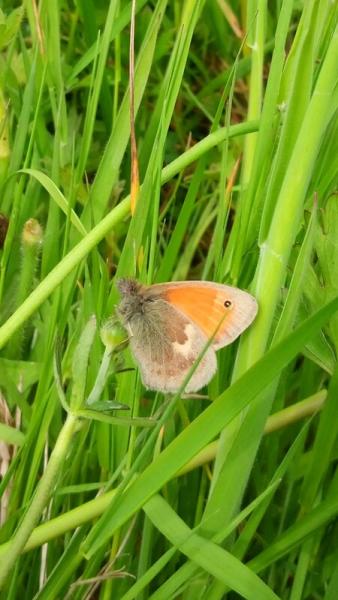 A small heath butterfly amongst the grass