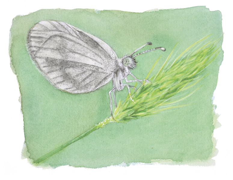 A water colour sketch of woodwhite butterfly