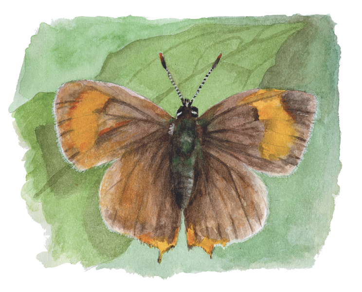 A watercolour sketch of a brown hairstreak butterfly