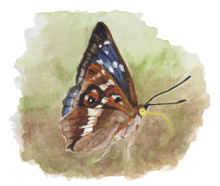 A watercolour sketch of a purple emperor butterfly