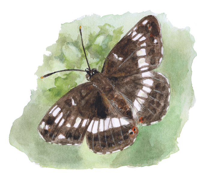 A watercolour sketch of a white admiral butterfly