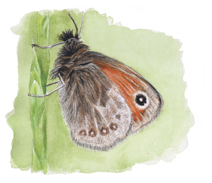 A watercolour sketch of a small heath butterfly