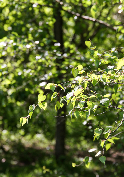 A tree from the dedication area at Haydon Way Wood.