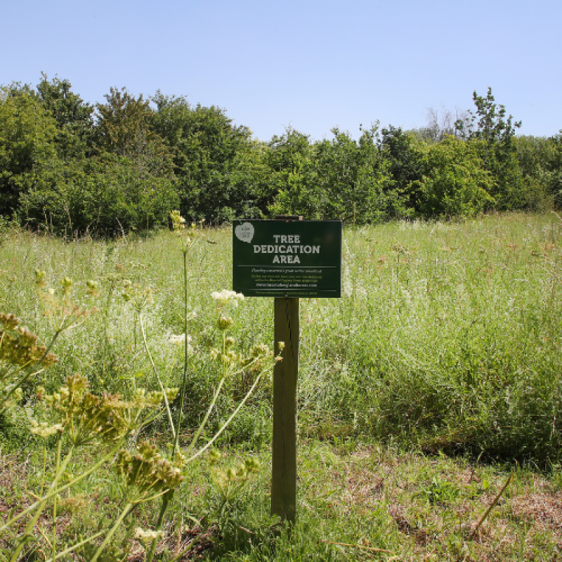 A view of the 'Tree Dedication Area' sign at Dorothy's Wood with young trees surrounding.