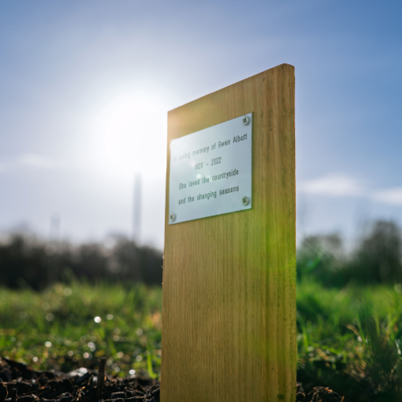 A close-up of a tree dedication plaque.