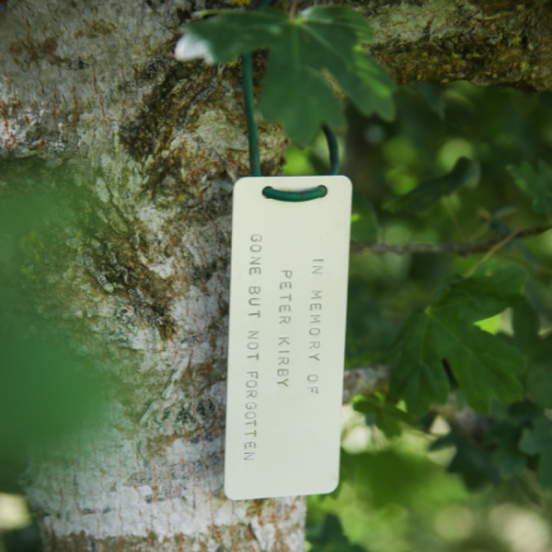 A young tree with a dedication tag hanging from one of its branches.