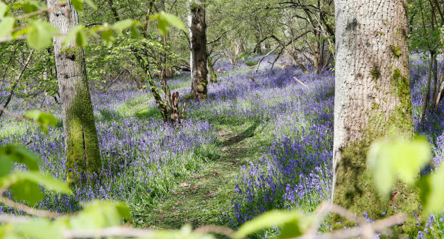 A blanket of bluebells at Alne Wood