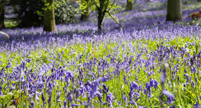 A blanket of bluebells at Alne Wood