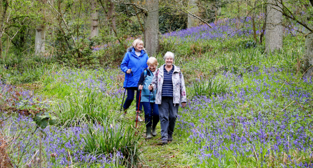 Visitors walking through the bluebells at Alne Wood